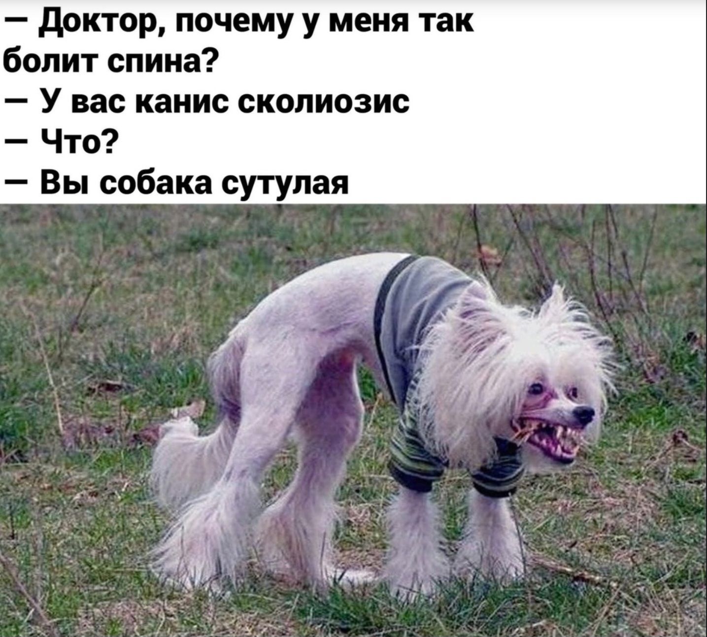 — Доктор, почему у меня так болит спина?
— У вас канис сколиозис
— Что?
— Вы собака сутулая