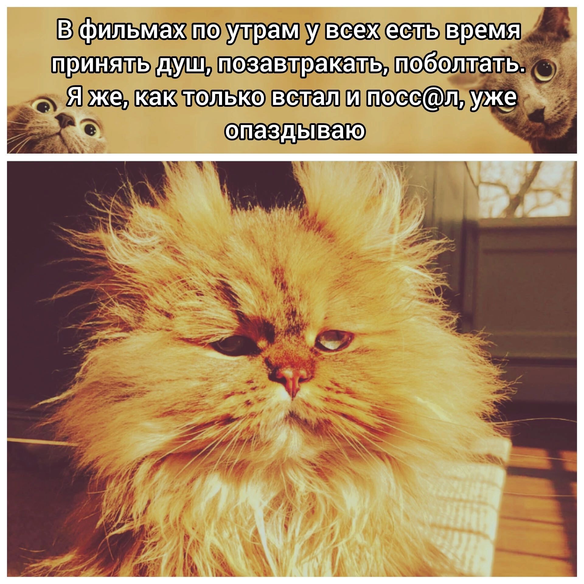 В фильмах по утрам у всех есть время принять душ, позавтракать, поболтать.
Я же, как только встал и посрал, уже опаздываю.