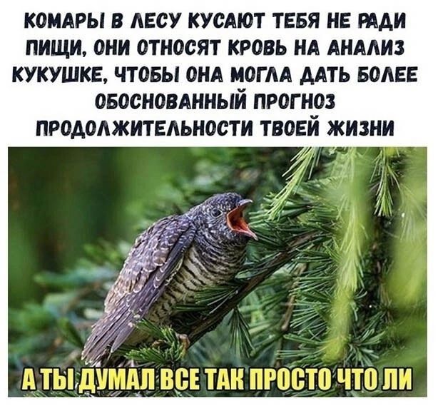 КОМАРЫ В ЛЕСУ КУСАЮТ ТЕБЯ НЕ РАДИ ПИЩИ, ОНИ ОТНОСЯТ КРОВЬ НА АНАЛИЗ КУКУШКЕ, ЧТОБЫ ОНА МОГЛА ДАТЬ БОЛЕЕ ОБОСНОВАННЫЙ ПРОГНОЗ ПРОДОЛЖИТЕЛЬНОСТИ ТВОЕЙ ЖИЗНИ
А ТЫ ДУМАЛ ВСЕ ТАК ПРОСТО ЧТО ЛИ