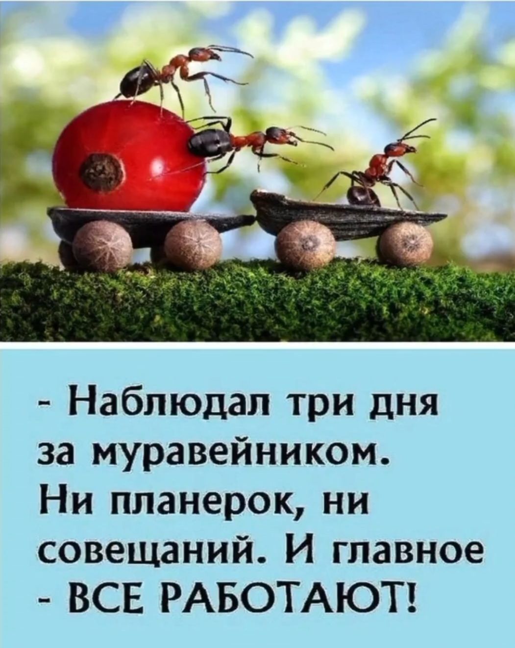 - Наблюдал три дня за муравейником. Ни планерок, ни совещаний. И главное - ВСЕ РАБОТАЮТ!