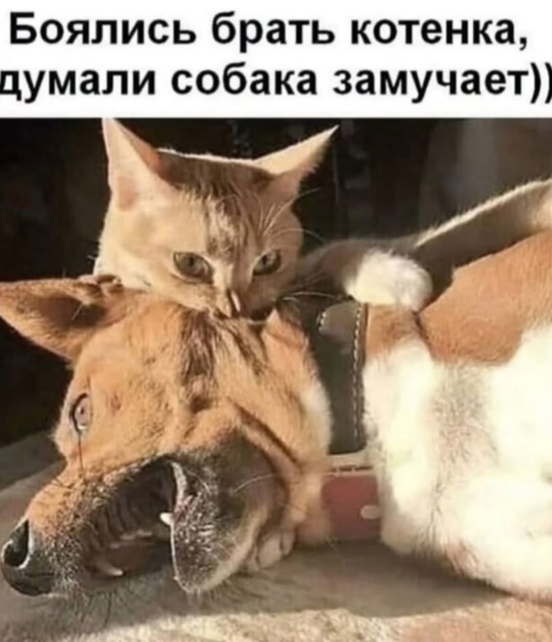 Боялись брать котенка, думали собака замучает))