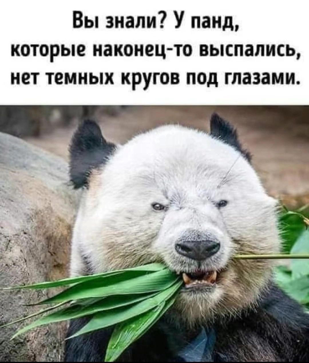 Вы знали? У панд, которые наконец-то выспались, нет темных кругов под глазами.