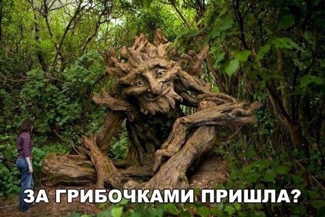 ЗА ГРИБОЧКАМИ ПРИШЛА?