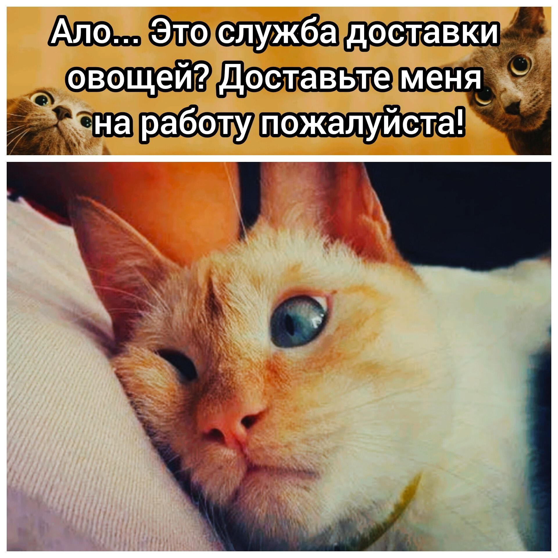 Ало... Это служба доставки овощей? Доставьте меня на работу пожалуйста!