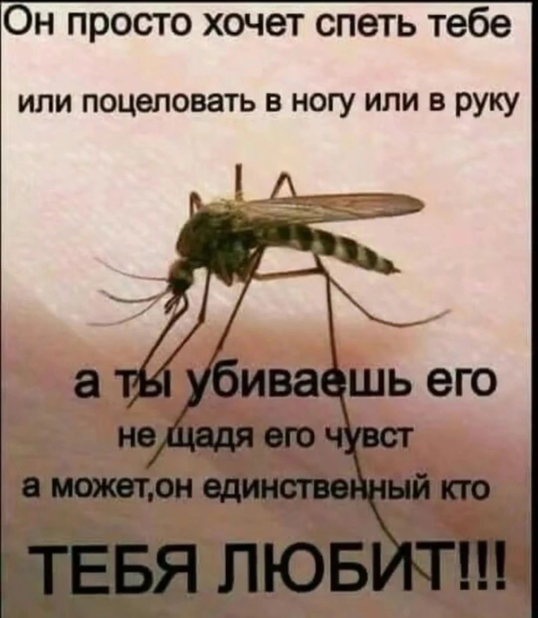 Он просто хочет спеть тебе или поцеловать в ногу или в руку а ты убиваешь его не щадя его чувств а может, он единственный кто ТЕБЯ ЛЮБИТ!!!