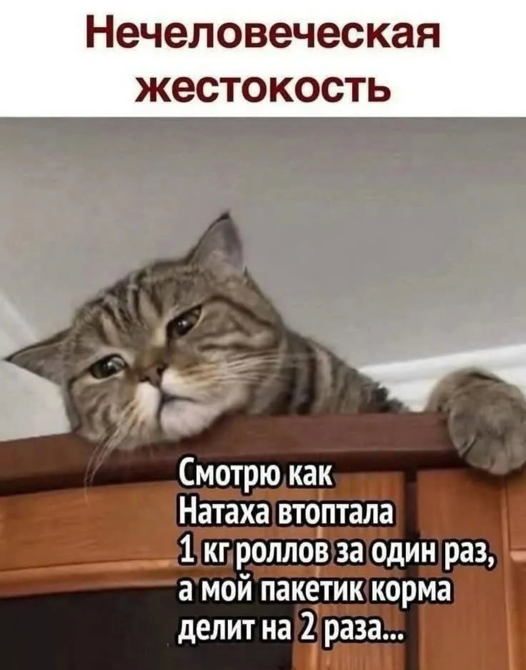 Смотрю как Натаха втоптала 1 кг роллов за один раз, а мой пакетик корма делит на 2 раза...