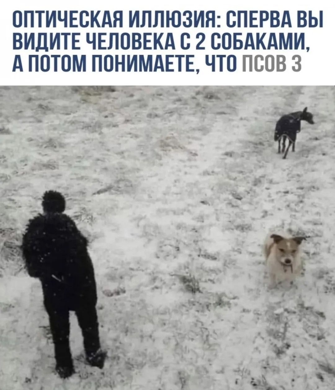 ОПТИЧЕСКАЯ ИЛЛЮЗИЯ: СПЕРВА ВЫ ВИДИТЕ ЧЕЛОВЕКА С 2 СОБАКАМИ, А ПОТОМ ПОНИМАЕТЕ, ЧТО ПСОВ 3