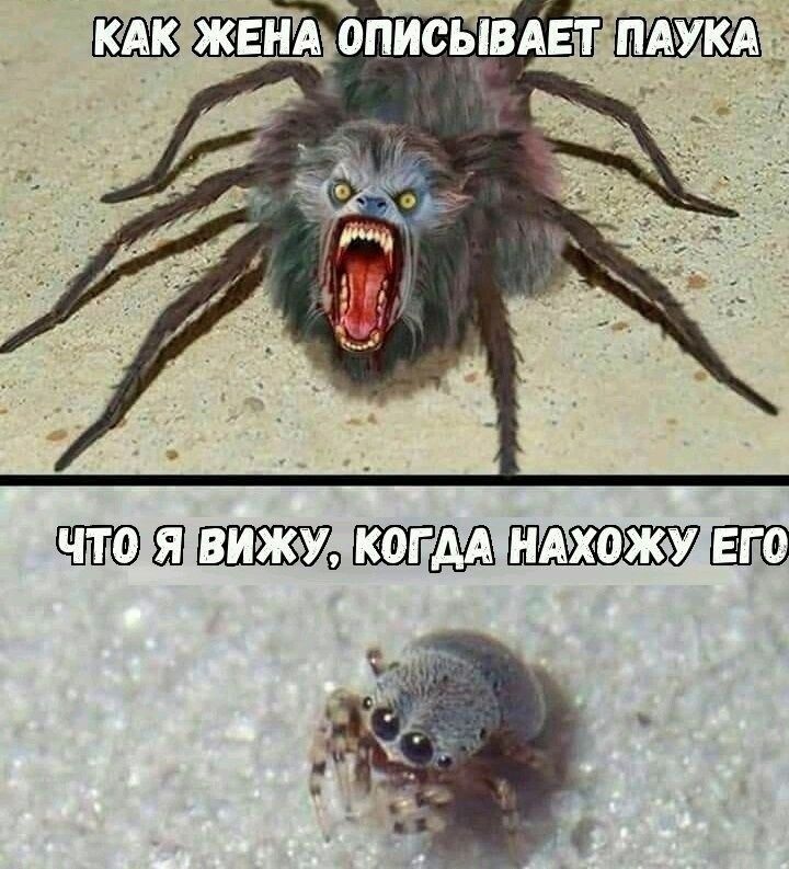 КАК ЖЕНА ОПИСЫВАЕТ ПАУКА
ЧТО Я ВИЖУ, КОГДА НАХОЖУ ЕГО