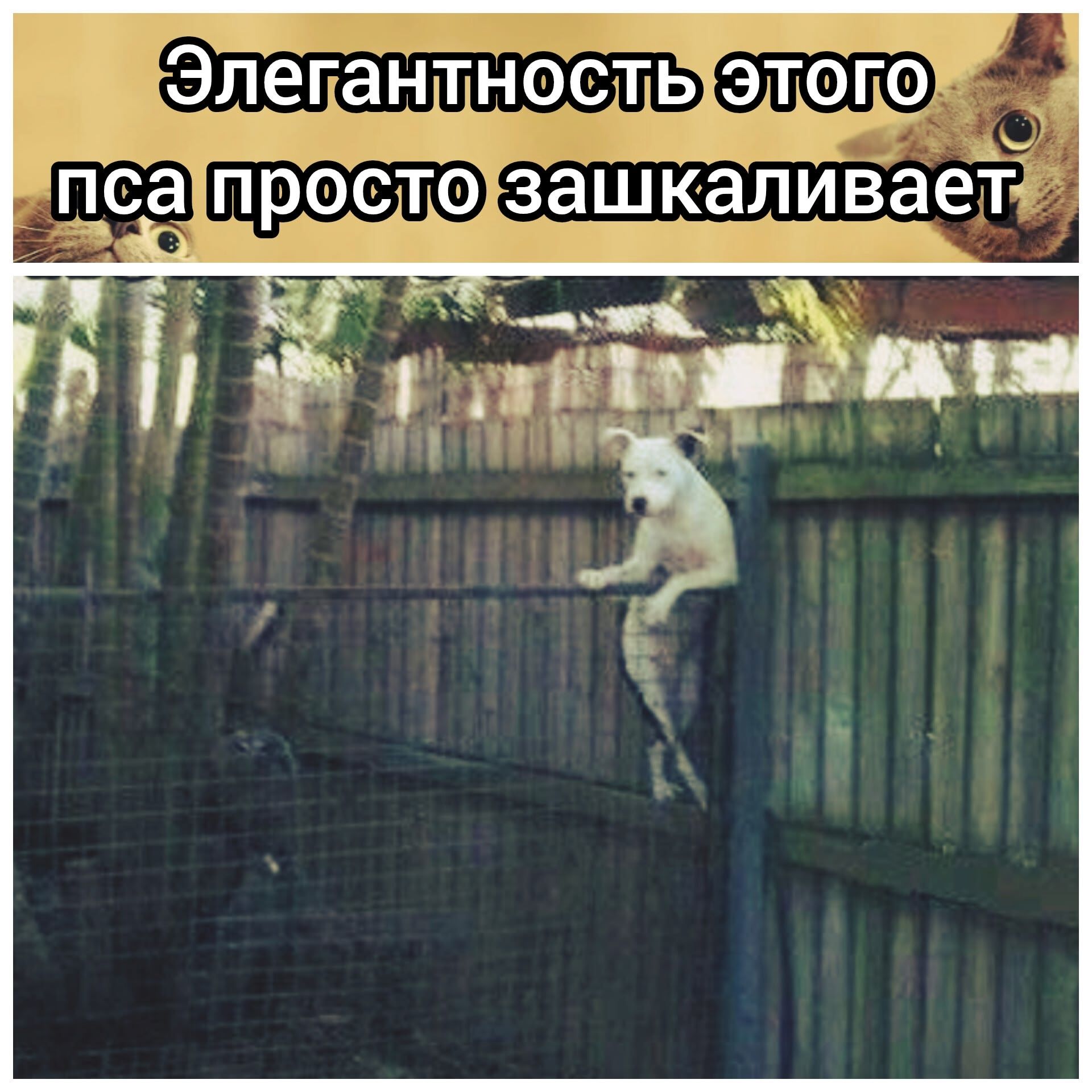 Элегантность этого пса просто зашкаливает