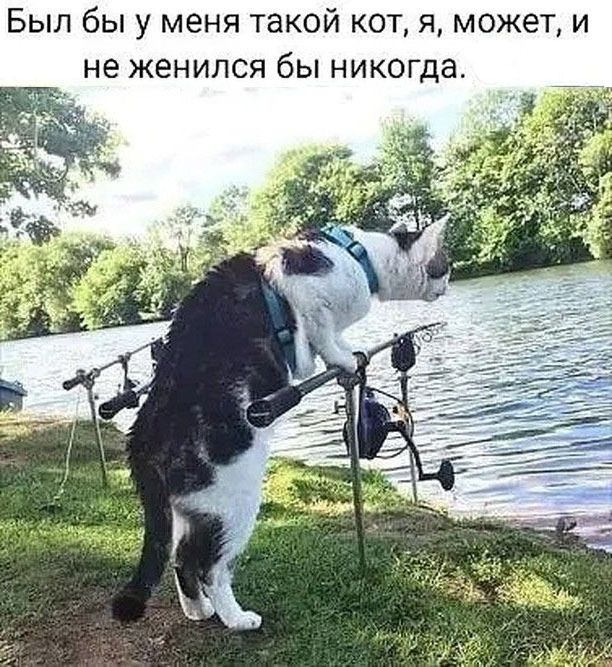 Был бы у меня такой кот, я, может, и не женился бы никогда.