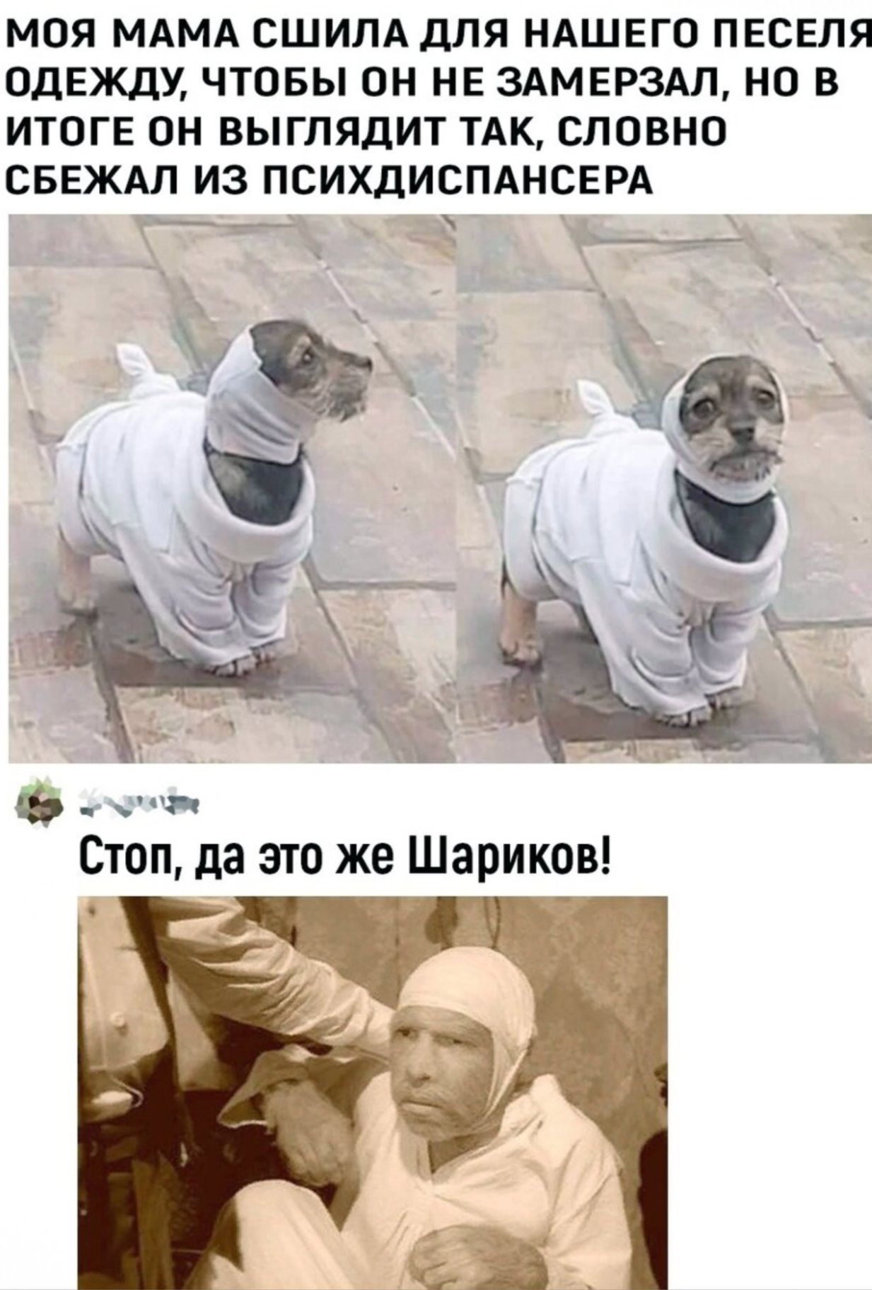 МОЯ МАМА СШИЛА ДЛЯ НАШЕГО ПЕСЕЛЯ ОДЕЖДУ, ЧТОБЫ ОН НЕ ЗАМЕРЗАЛ, НО В ИТОГЕ ОН ВЫГЛЯДИТ ТАК, СЛОВНО СБЕЖАЛ ИЗ ПСИХДИСПАНСЕРА
Стоп, да это же Шариков!