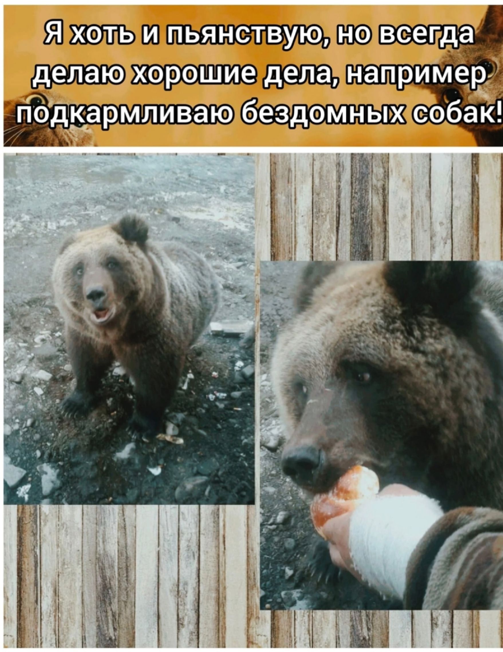 Я хоть и пьяствую, но всегда делаю хорошие дела, например подкармливаю бездомных собак!