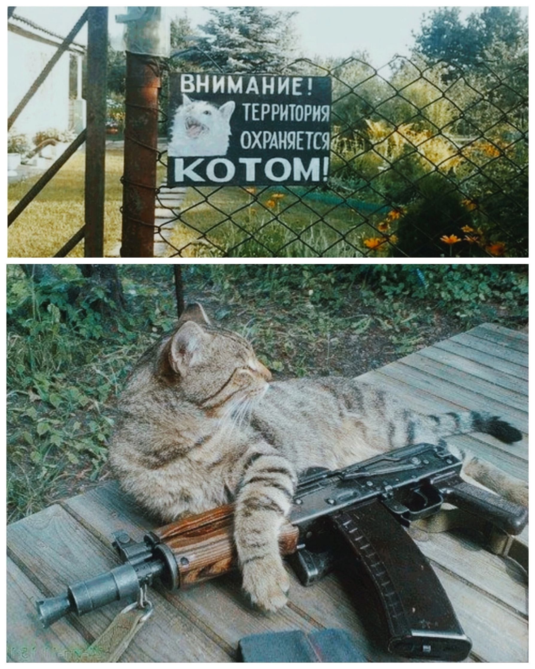 ВНИМАНИЕ! ТЕРРИТОРИЯ ОХРАНЯЕТСЯ КОТОМ!