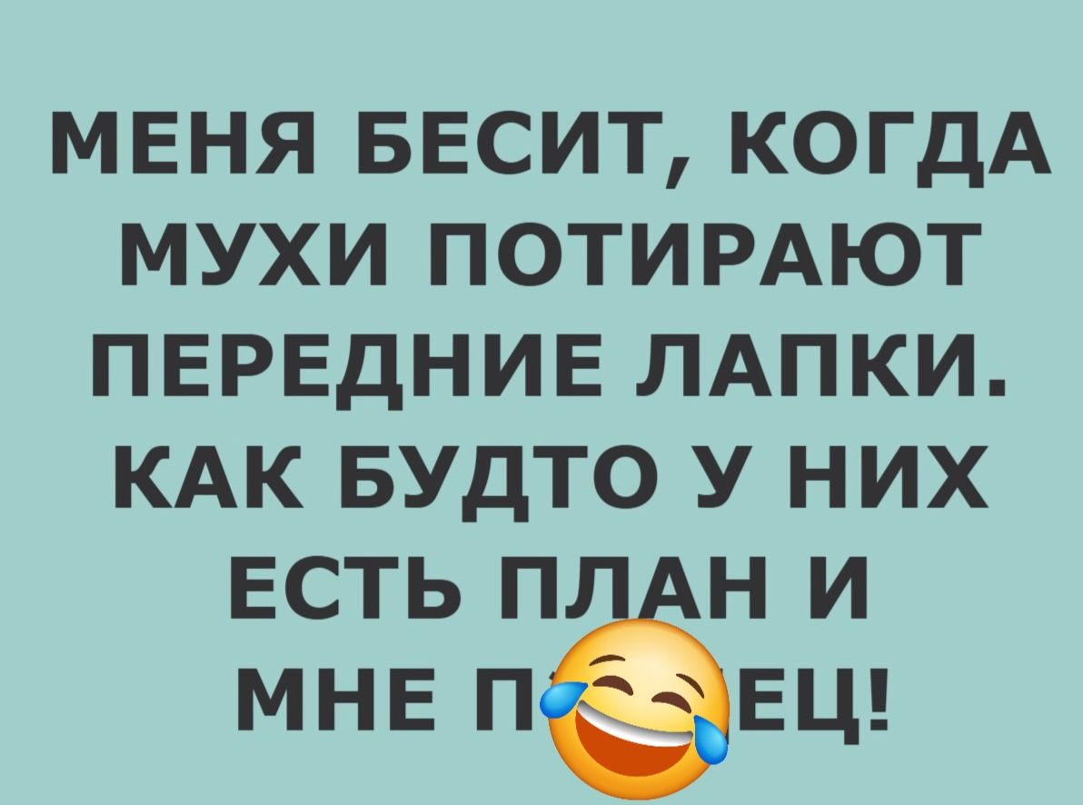 МЕНЯ БЕСИТ, КОГДА МУХИ ПОТРИРАЮТ ПЕРЕДНИЕ ЛАПКИ. КАК БУДТО У НИХ ЕСТЬ ПЛАН И МНЕ ПЛЕЦ!