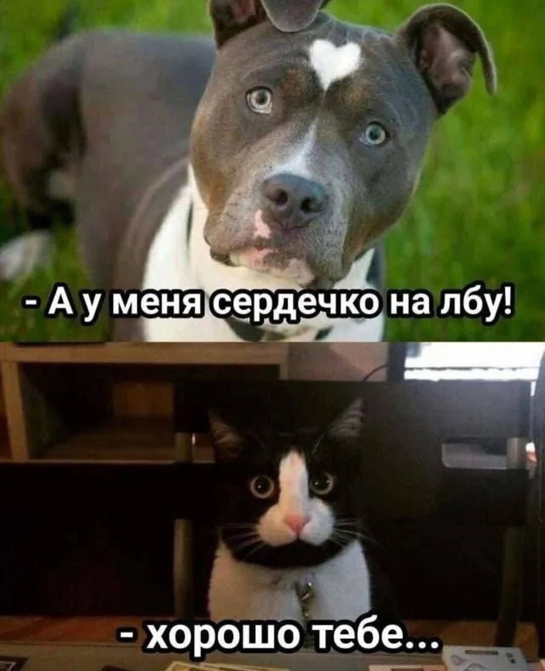 - А у меня сердечко на лбу!  - хорошо тебе...
