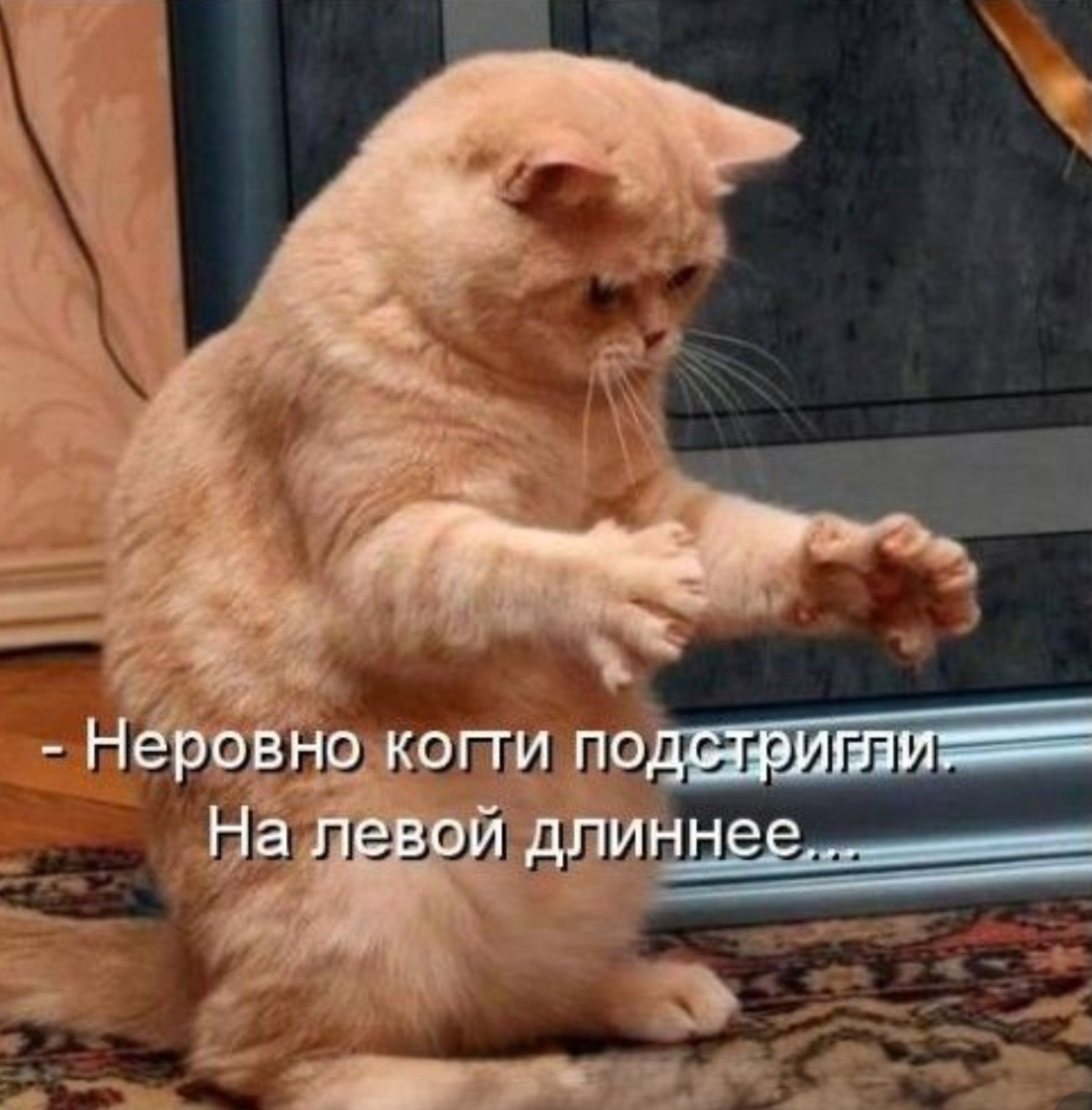 - Неровно когти подстригли. На левой длиннее...