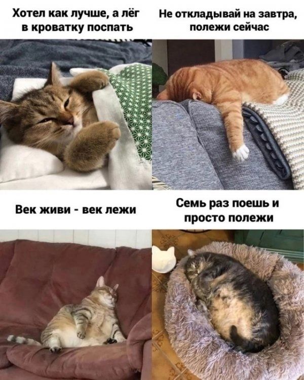 Хотел как лучше, а лег в кроватку поспать
Не откладывай на завтра, полежи сейчас
Век живи - век лежи
Семь раз поешь и просто полежи
