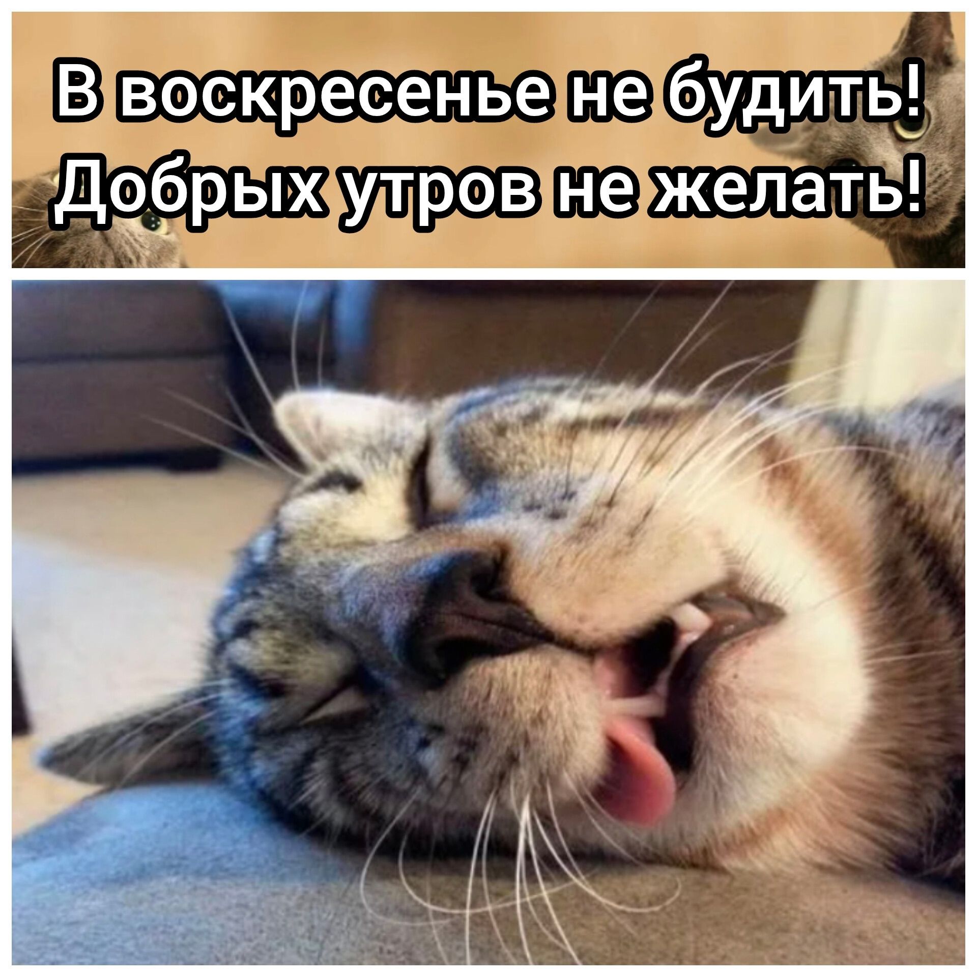 В воскресенье не будить! Добрых утров не желать!