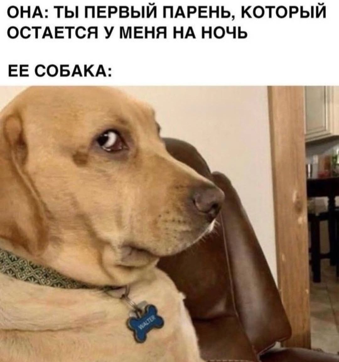 ОНА: ТЫ ПЕРВЫЙ ПАРЕНЬ, КОТОРЫЙ ОСТАЕТСЯ У МЕНЯ НА НОЧЬ
ЕЕ СОБАКА: