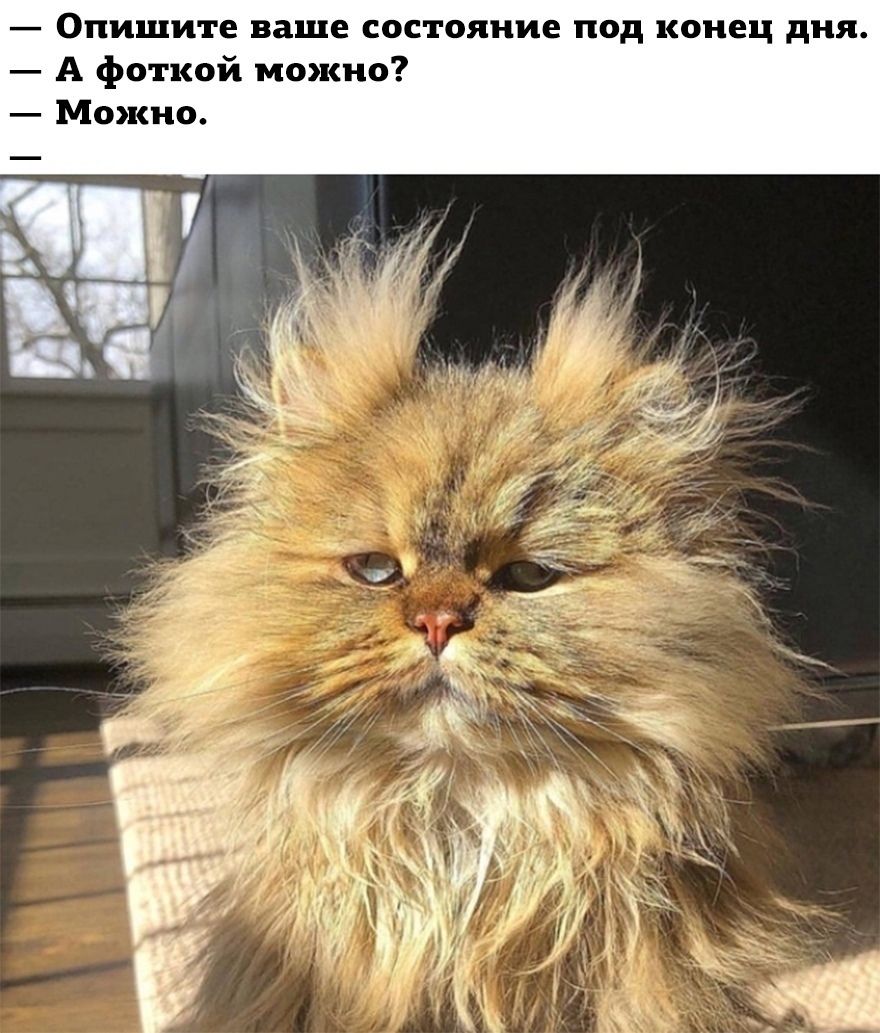 — Опишите ваше состояние под конец дня.
— А фоткой можно?
— Можно.