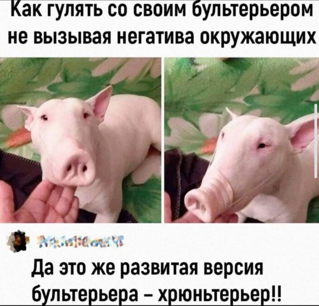 Как гулять со своим бультерьером не вызывая негатива окружающих
Да это же развитая версия бультерьера – хрюнтерьер!!