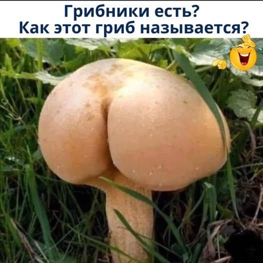 Грибники есть? Как этот гриб называется?