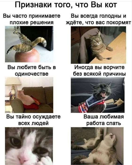 Признаки того, что Вы кот

Вы часто принимаете плохие решения
Вы всегда голодны и ждёте, что вас покормят

Вы любите быть в одиночестве
Иногда вы ворчите без всякой причины

Вы тайно осуждаете всех людей
Ваша любимая работа спать