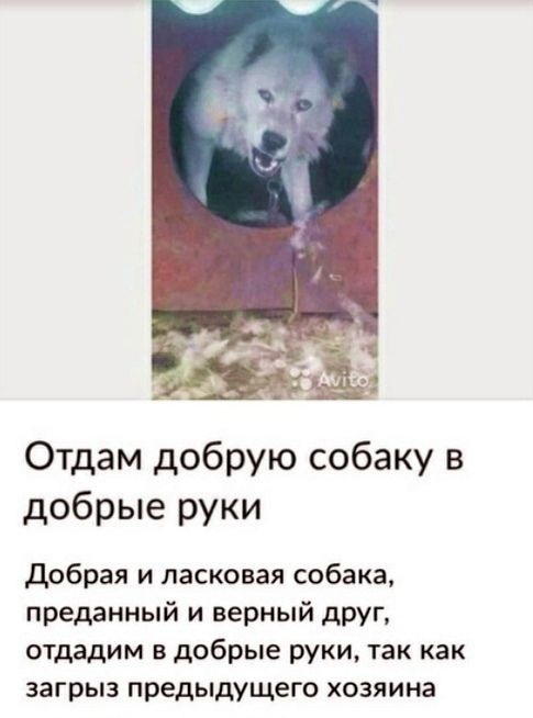 Отдам добрую собаку в добрые руки

Добрая и ласковая собака, преданный и верный друг, отдадим в добрые руки, так как загрыз предыдущего хозяина