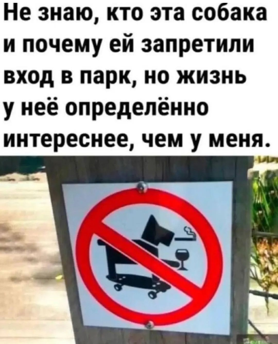 Не знаю, кто эта собака и почему ей запретили вход в парк, но жизнь у неё определённо интереснее, чем у меня.