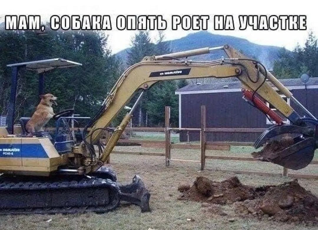 Мам, собака опять роет на участке