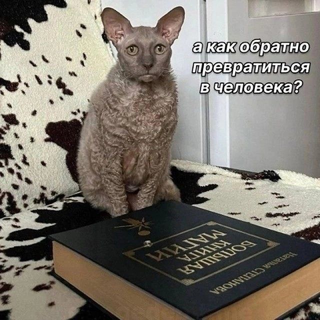 а как обратно превратиться в человека?