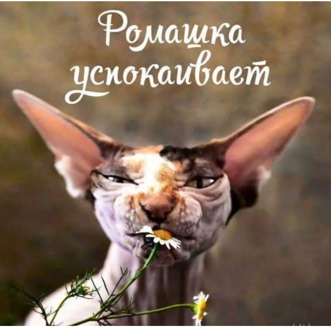 Ромашка успокаивает