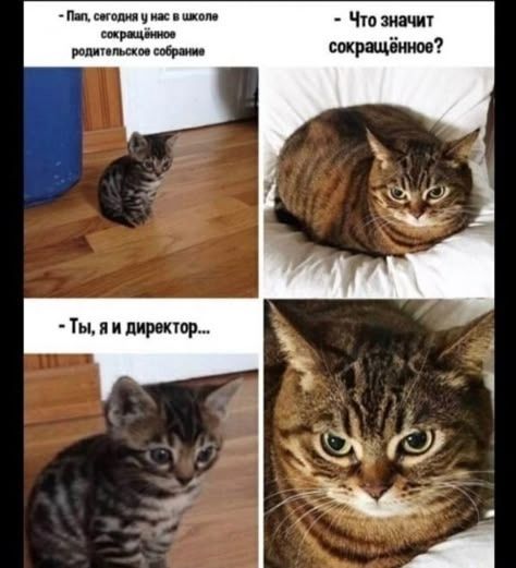 Пап, сегодня у нас в школе сокращённое родительское собрание. - Что значит сокращённое? - Ты, я и директор...
