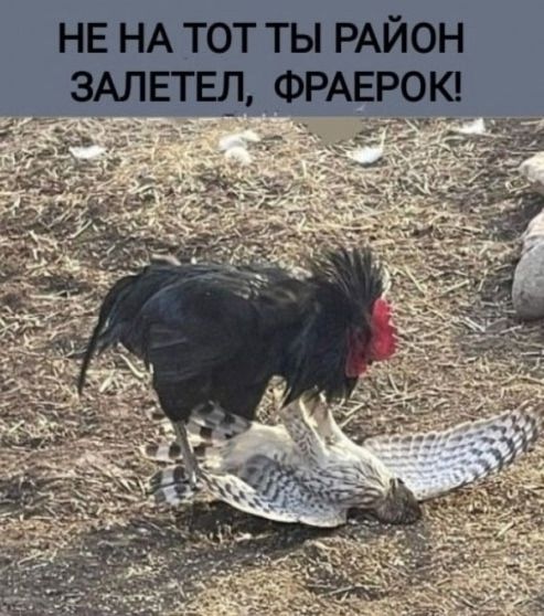НЕ НА ТОТ ТЫ РАЙОН ЗАЛЕТЕЛ, ФРАЕРОК!
