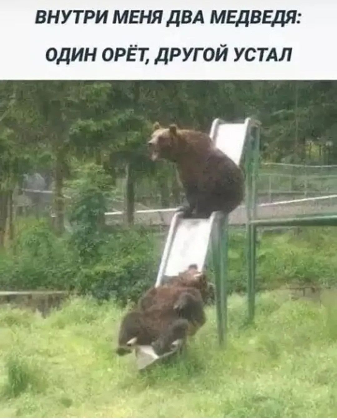 ВНУТРИ МЕНЯ ДВА МЕДВЕДЯ: ОДИН ОРЁТ, ДРУГОЙ УСТАЛ