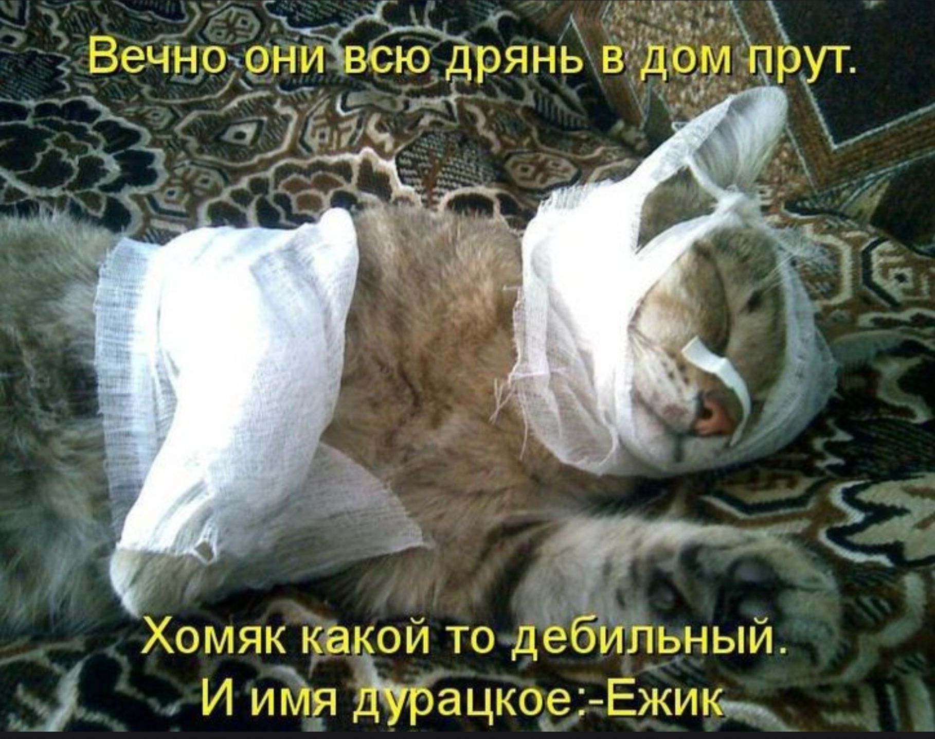 Вечно они всю дрянь в дом прут.
Хомяк какой-то дебильный.
И имя дурацкое - Ежик