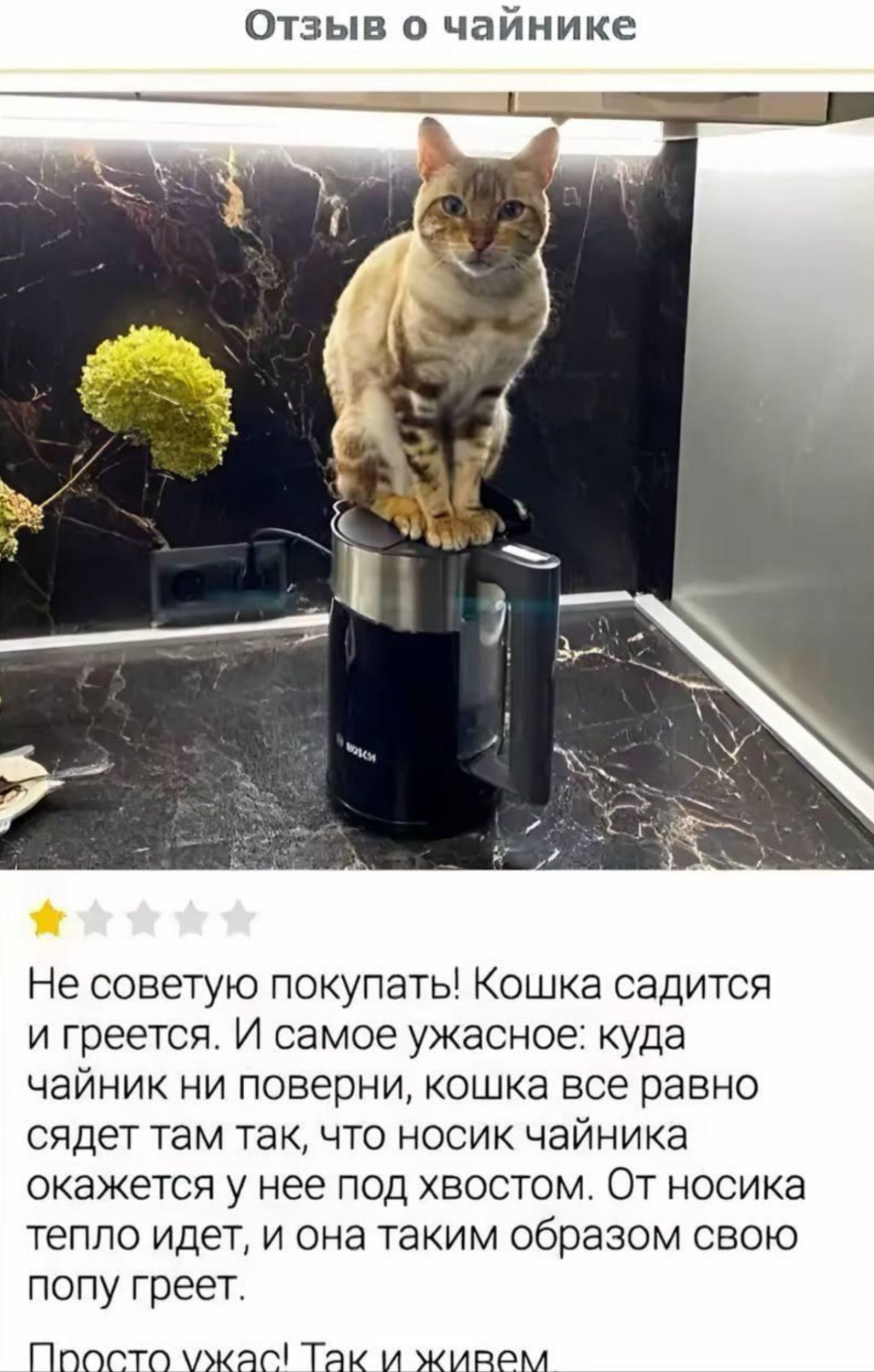Не советую покупать! Кошка садится и греется. И самое ужасное: куда чайник ни поверни, кошка все равно сидит там так, что носик чайника оказывается у нее под хвостом. От носика тепло идет, и она таким образом свою попу греет.
Просто ужас! Так и живем.