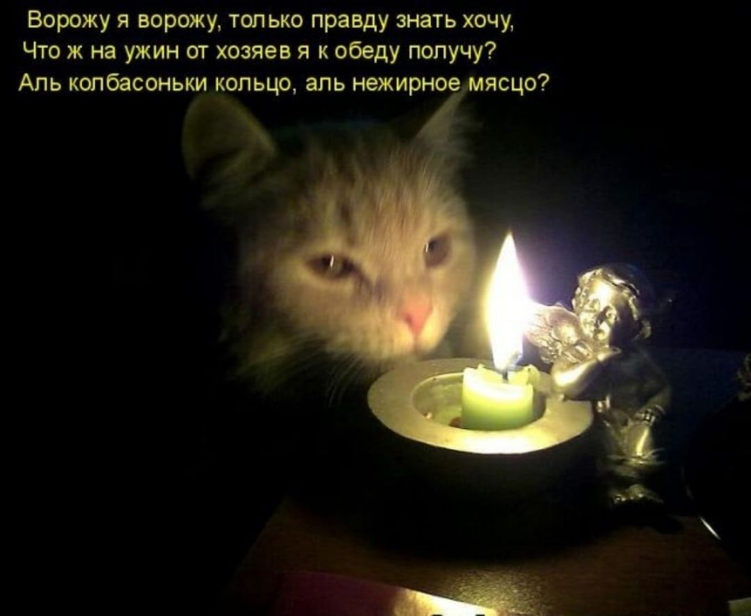 Ворожу я ворожу, только правду знать хочу,
Что ж на ужин от хозяев я к обеду получу?
Аль колбасоньки кольцо, аль нежирное мясов?