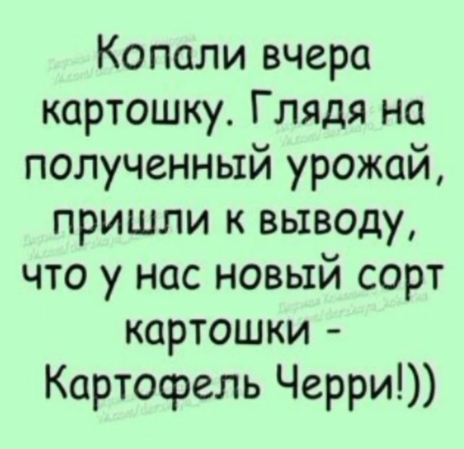 Копали вчера картошку. Глядя на полученный урожай, пришли к выводу, что у нас новый сорт картошки - Картофель Черри!!)