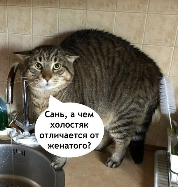 Сань, а чем холостяк отличается от женатого?