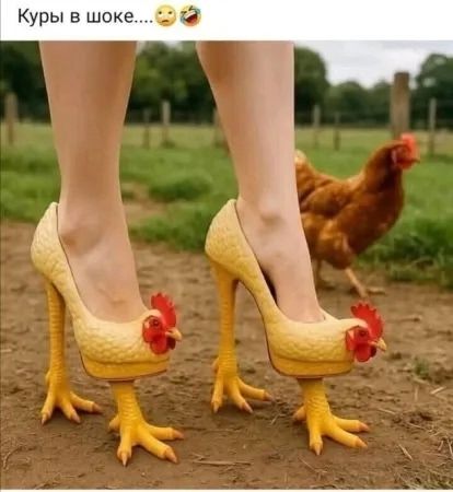 Куры в шоке...
