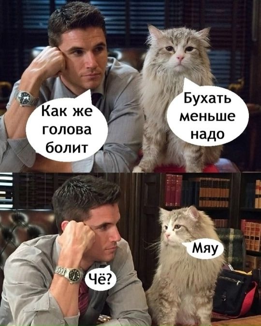 Как же голова болит
Бухать меньше надо
Чё?
Мяу?