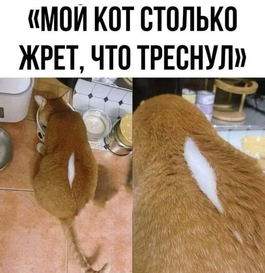 «МОЙ КОТ СТОЛЬКО ЖРЕТ, ЧТО ТРЕСНУЛ»