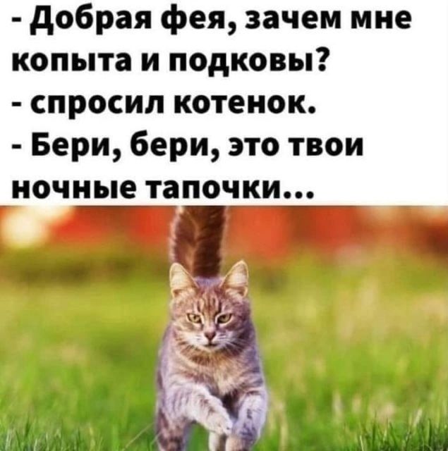- Добрая фея, зачем мне копыта и подковы? - спросил котенок. - Бери, бери, это твои ночные тапочки...