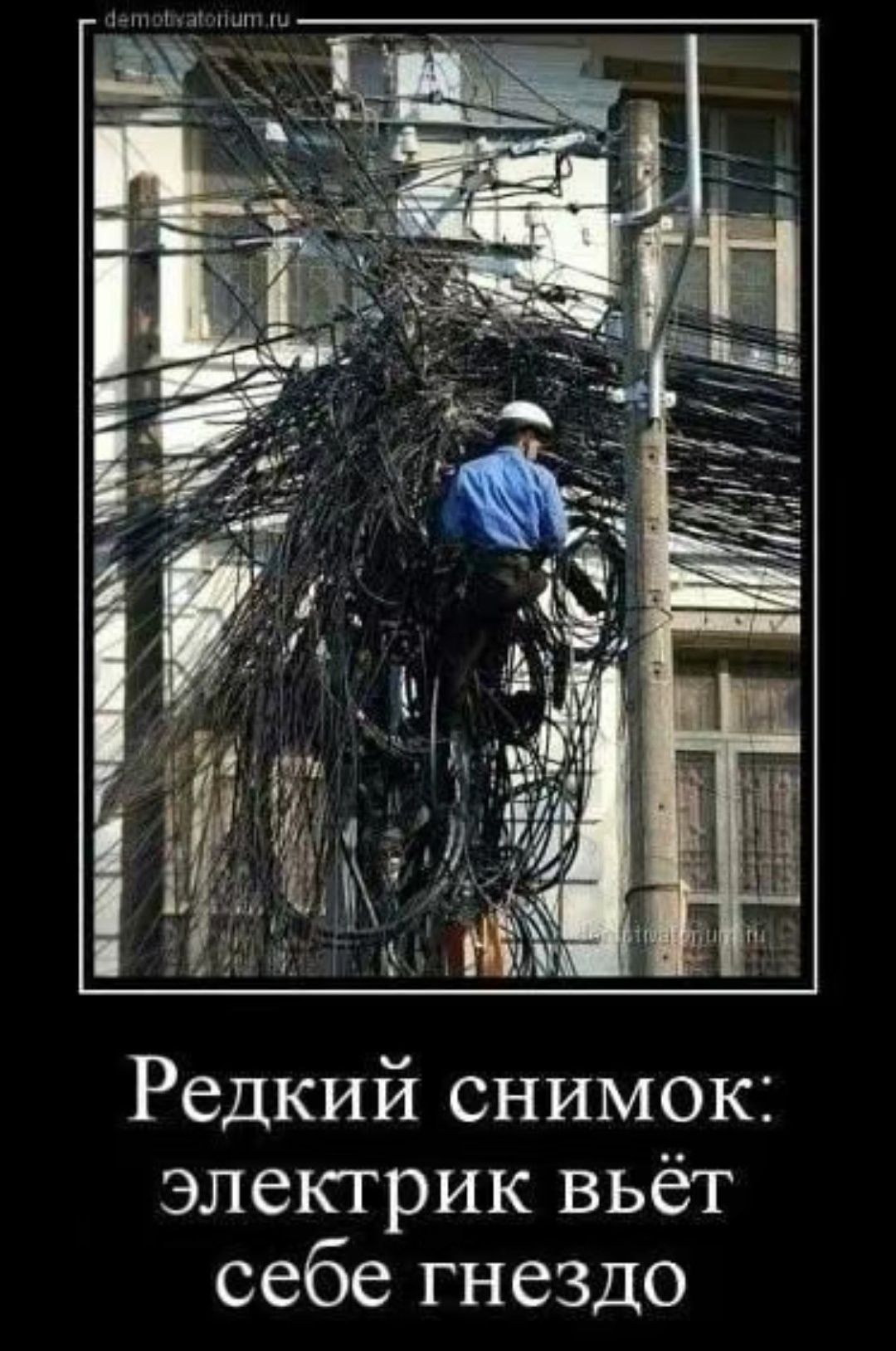 Редкий снимок: электрик вьёт себе гнездо