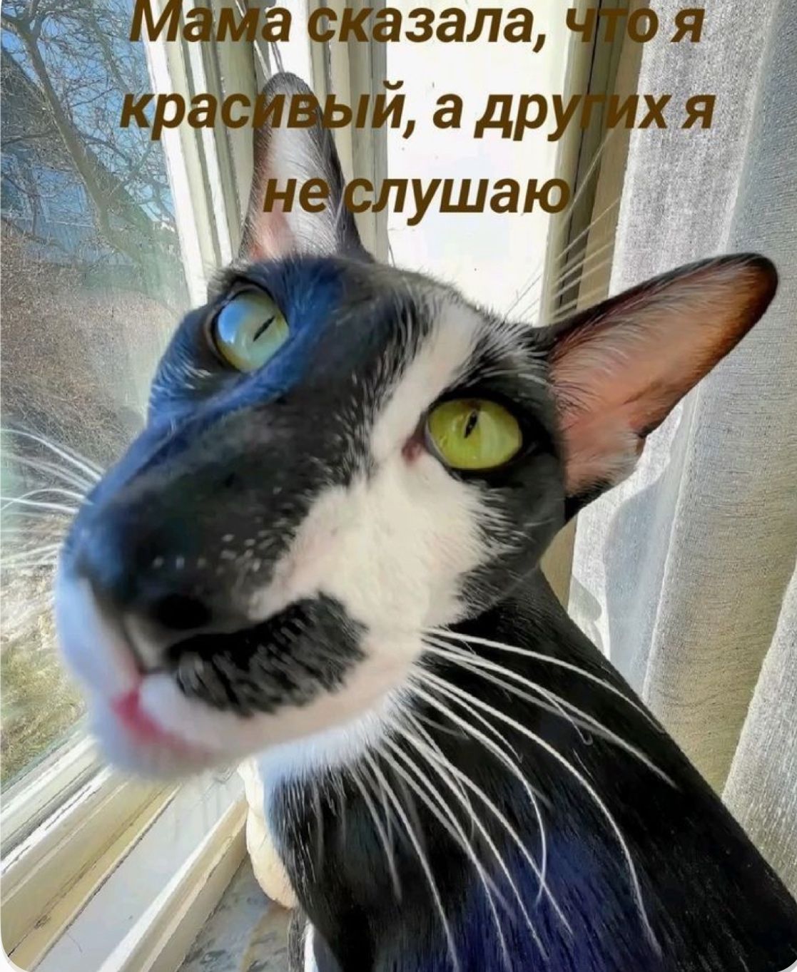 Мама сказала, что я красивый, а других я не слушаю