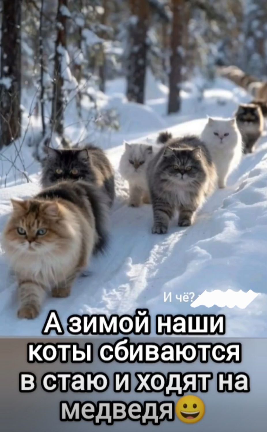 И чё? А зимой наши коты сбиваются в стаю и ходят на медведя 😊