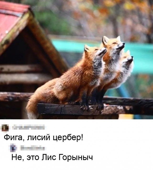 Фига, лисий цервебер!\nНе, это Лис Горыныч