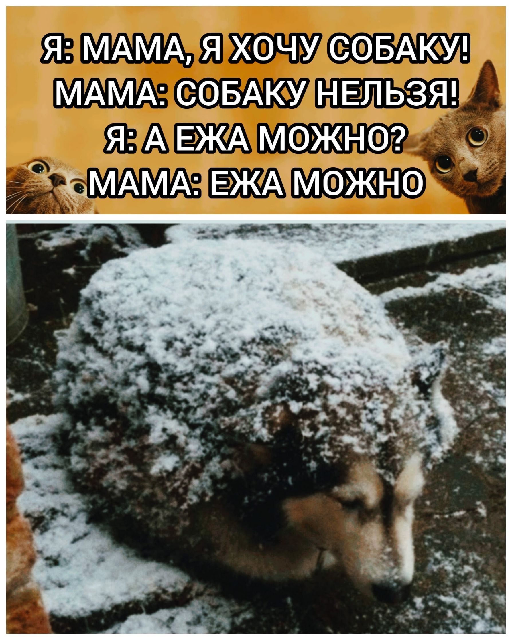 Я: МАМА, Я ХОЧУ СОБАКУ! МАМА: СОБАКУ НЕЛЬЗЯ! Я: А ЕЖА МОЖНО? МАМА: ЕЖА МОЖНО