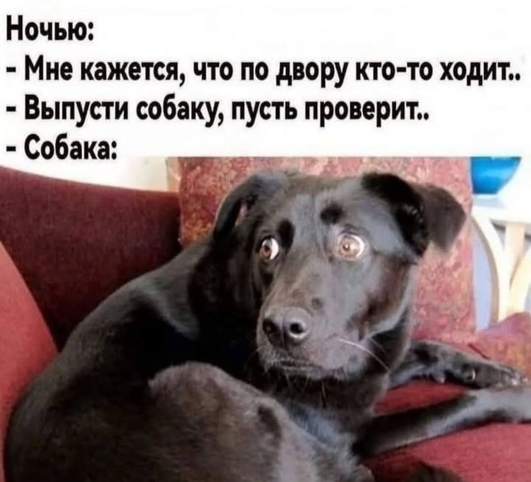 Ночью:
- Мне кажется, что по двору кто-то ходит..
- Выпусти собаку, пусть проверить..
- Собака: